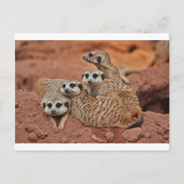 Meerkat Postkarte (Vorderseite)