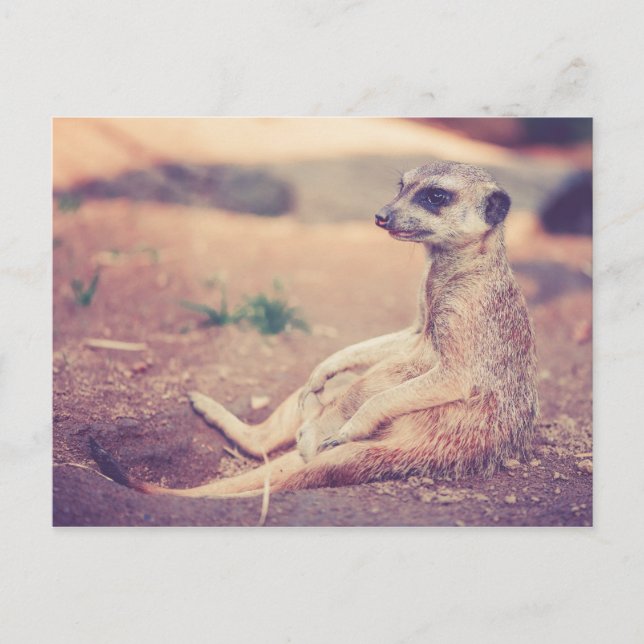 Meerkat Postkarte (Vorderseite)