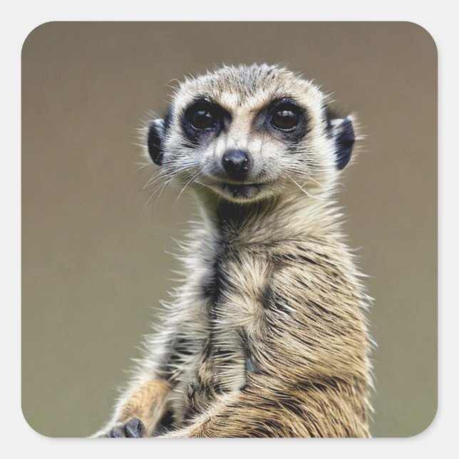 Meerkat Quadratischer Aufkleber (Vorderseite)