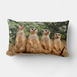 Meerkat-Quartett 001 Lendenkissen