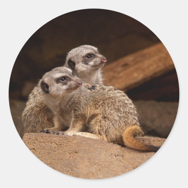 Meerkat Round Sticker (Vorderseite)