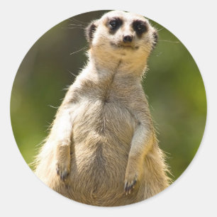 Meerkat Runder Aufkleber
