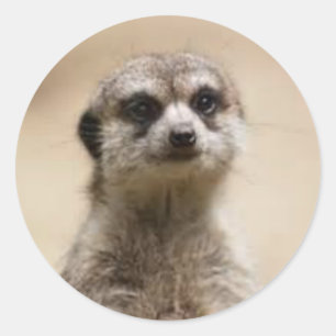 meerkat runder aufkleber