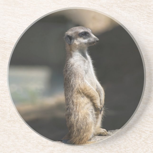 Meerkat Sandstein Untersetzer (Vorne)