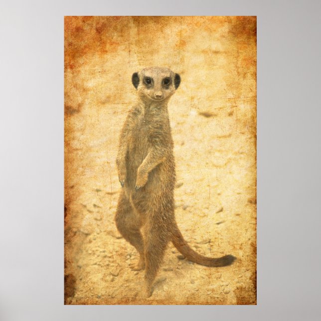 Meerkat Schutz Poster (Vorne)