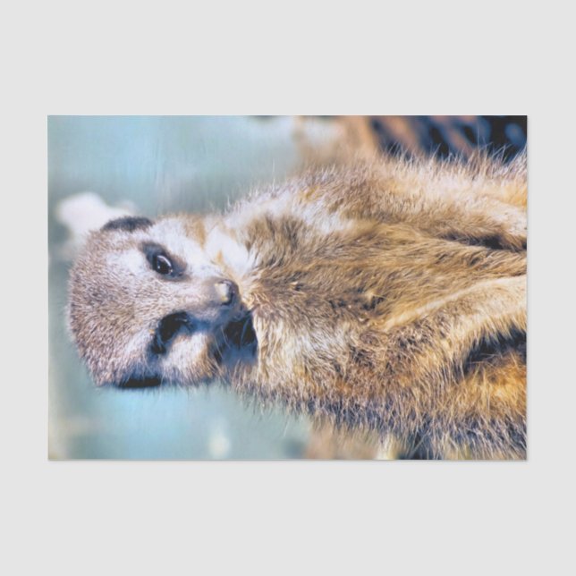MEERKAT SEIDENPAPIER (Vorderseite)
