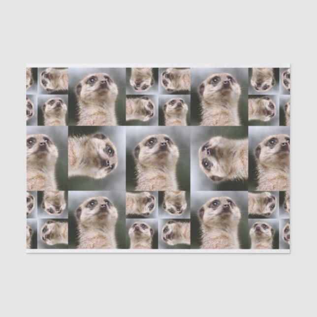 Meerkat Seidenpapier (Vorderseite)