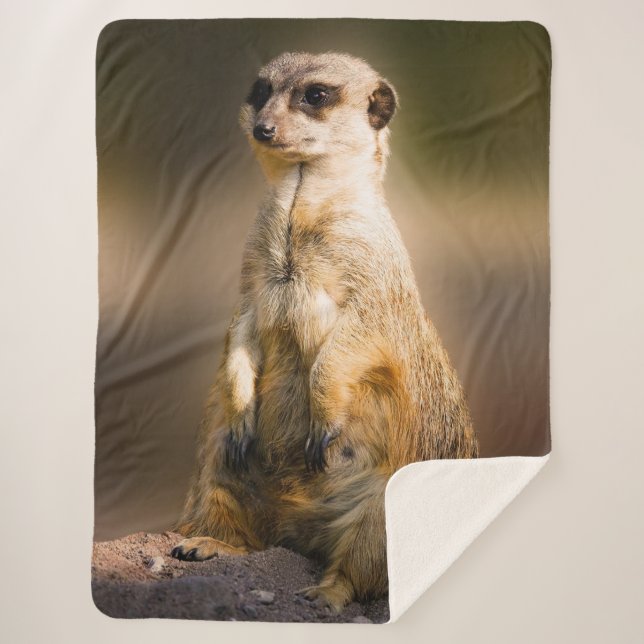 MEERKAT SHERPADECKE (Vorderseite)
