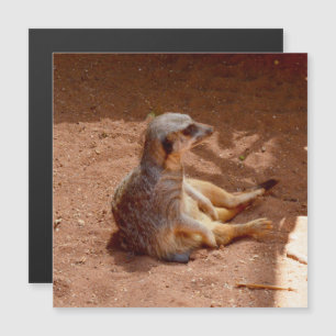 Meerkat-Sitting-Fotografie, Magnetkarte