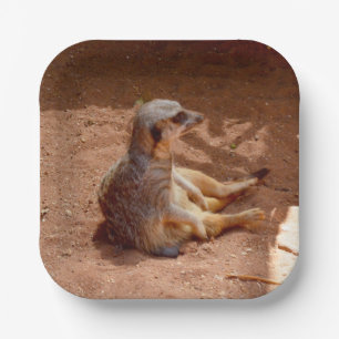 Meerkat Sitting Fotografy, Paper Teller