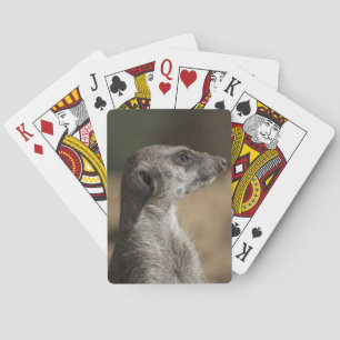 Meerkat Spielkarten