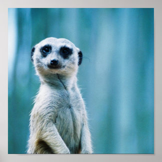 Meerkat Staredown - Affiche