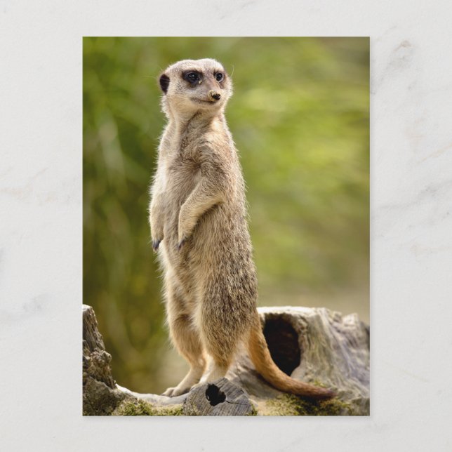 Meerkat stehend auf Stumpf Postkarte (Vorderseite)