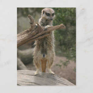 Meerkat Stehend Postkarte