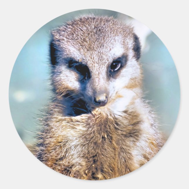 MEERKAT Sticker (Vorderseite)