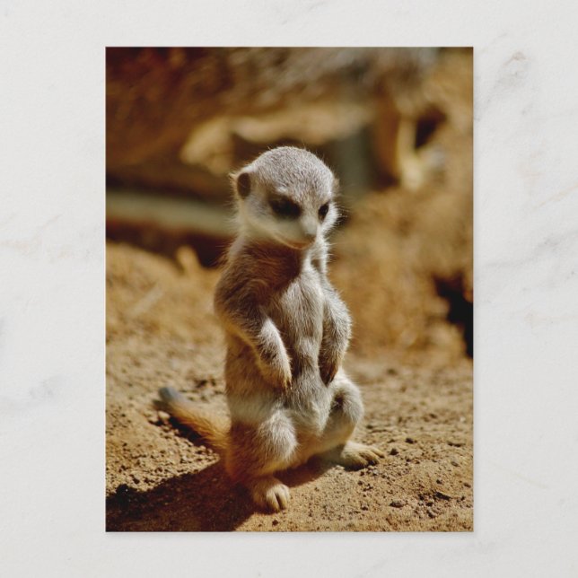 Meerkat Style Postkarte (Vorderseite)