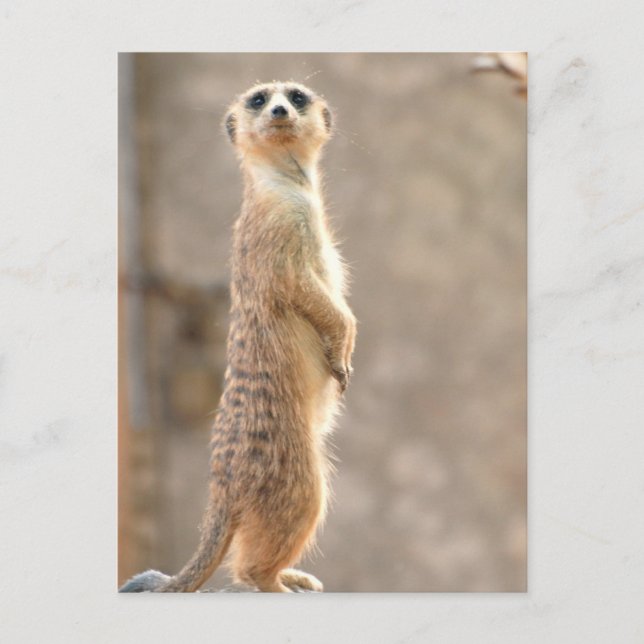 Meerkat sur carte postale Attention (Devant)