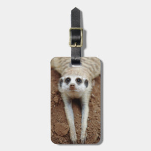 Meerkat (Suricata Suricatta) Kühlung Gepäckanhänger
