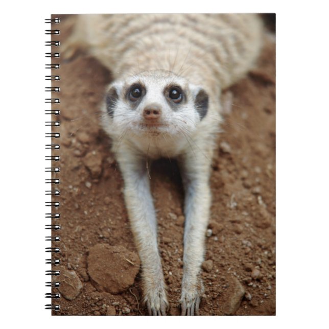 Meerkat (Suricata Suricatta) Kühlung Notizblock (Vorderseite)