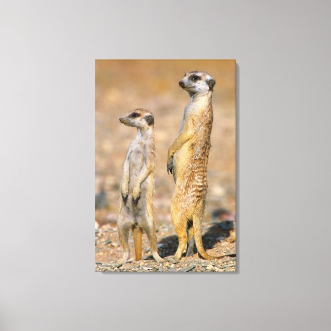 Meerkat (Suricata Suricatta) Sentinels, Karas Leinwanddruck (Vorderseite)