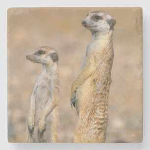 Meerkat (Suricata Suricatta) Sentinels, Karas Steinuntersetzer