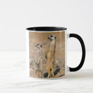 Meerkat (Suricata Suricatta) Sentinels, Karas Tasse