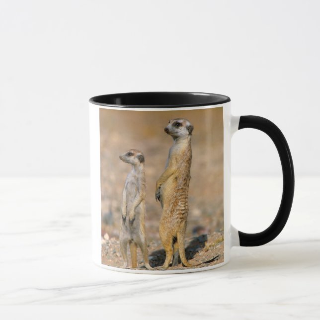 Meerkat (Suricata Suricatta) Sentinels, Karas Tasse (Rechts)