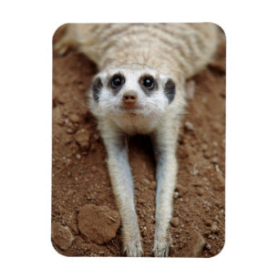 Meerkat (Suricata Suricatta) unten abkühlend Magnet