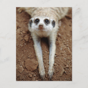 Meerkat (Suricata Suricatta) unten abkühlend Postkarte