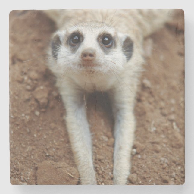 Meerkat (Suricata Suricatta) unten abkühlend Steinuntersetzer (Vorderseite)