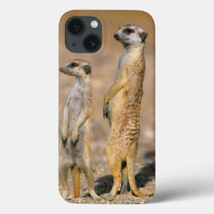 Meerkat (Suricata Suricatta) Wachposten, Karas title_seo2