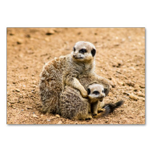Meerkat Table Card Tischnummer