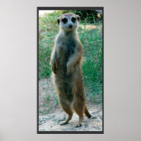 Meerkat Tall Poster