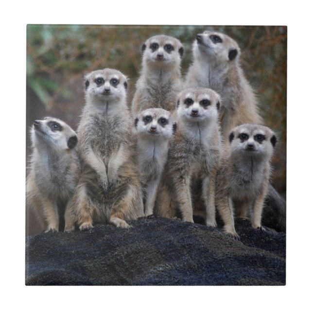Meerkat Tiersafari Afrika niedliches Suricate Fliese (Vorderseite)