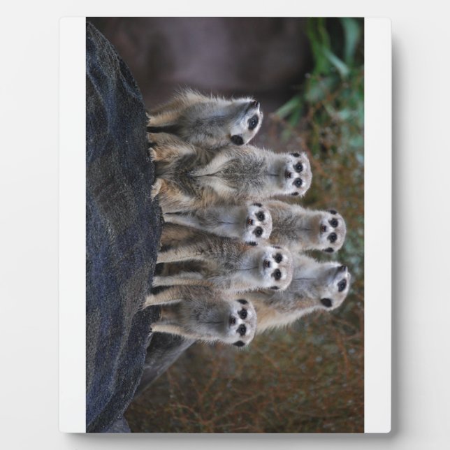 Meerkat Tiersafari Afrika niedliches Suricate Fotoplatte (Vorderseite)