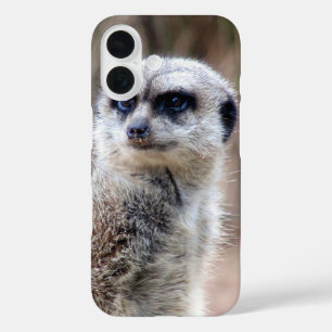 meerkat title_seo2