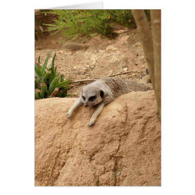 Meerkat to Hot (Devant)