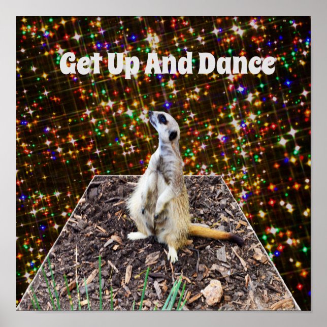 Meerkat Twinkle Stars, Poster (Vorne)