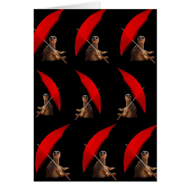 Meerkat unter einem Schirm, (Vorne)