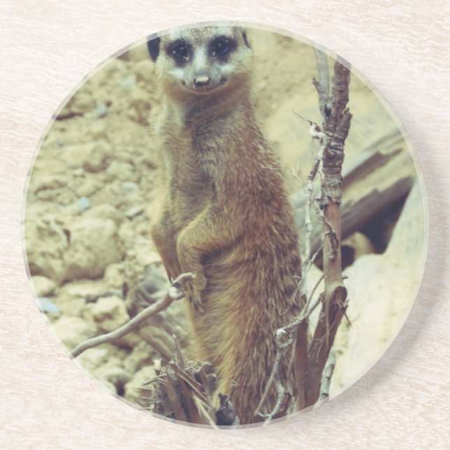 Meerkat Untersetzer (Vorne)