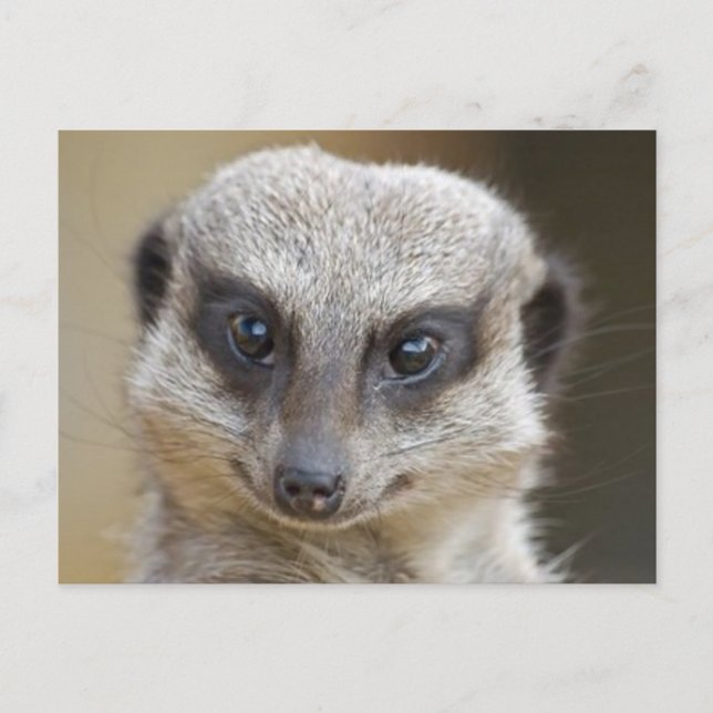 Meerkat Up Nah Postkarte (Vorderseite)