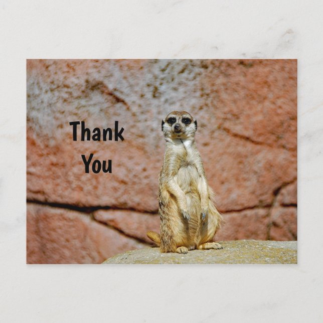 Meerkat Wildlife Foto Vielen Dank Postkarte (Vorderseite)