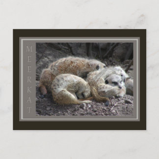 Meerkat Wildlife Postkarte