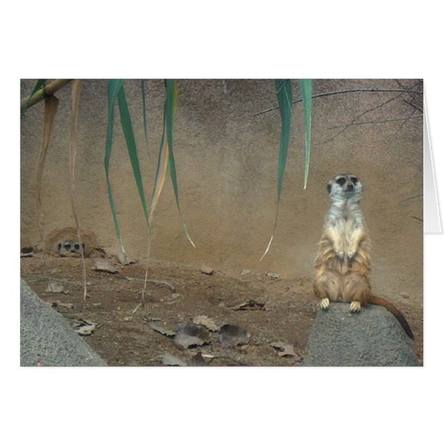 Meerkats (Devant horizontal)