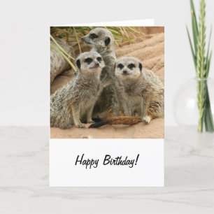 Meerkats auf der Suche Karte
