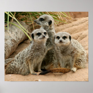 Meerkats auf der Suche Poster