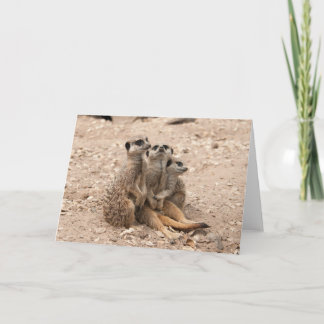 Meerkats in einer Wirrwarr-Gruß-Karte Karte