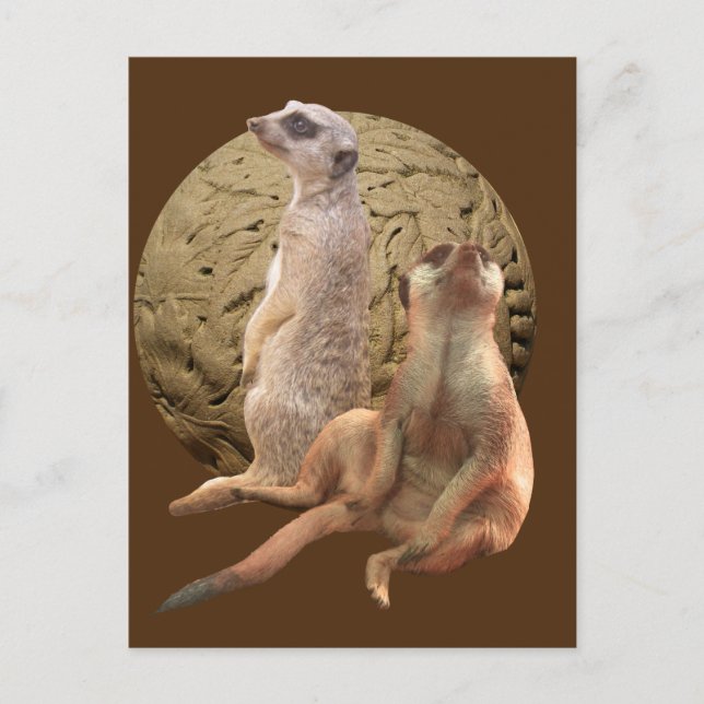 Meerkats Indianapolis Zoo Postkarte (Vorderseite)