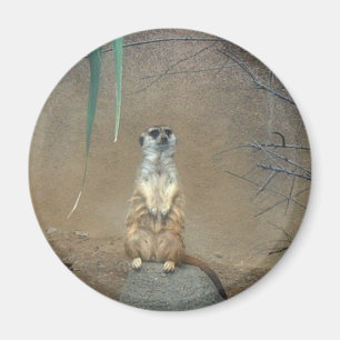 Meerkats Magnet