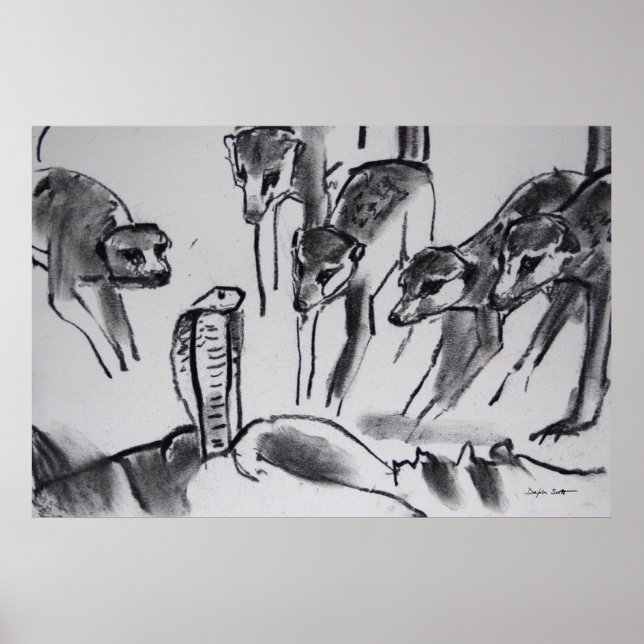 Meerkats mobbing Cobra - Kunstdrucken Poster (Vorne)